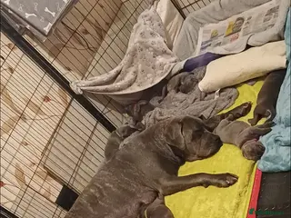 Cane Corso dogs Stunning 4th Generation Cane Corse Pups - Advert 18