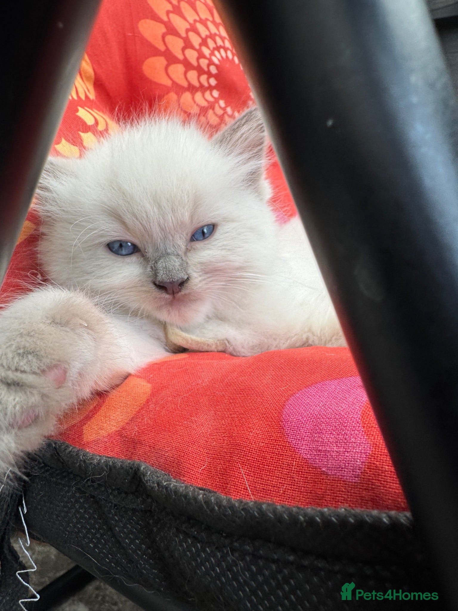 Ragdoll cats Beautiful Ragdoll  - Advert 1