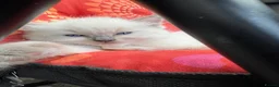 Ragdoll cats for sale: Beautiful Ragdoll  - Advert 1