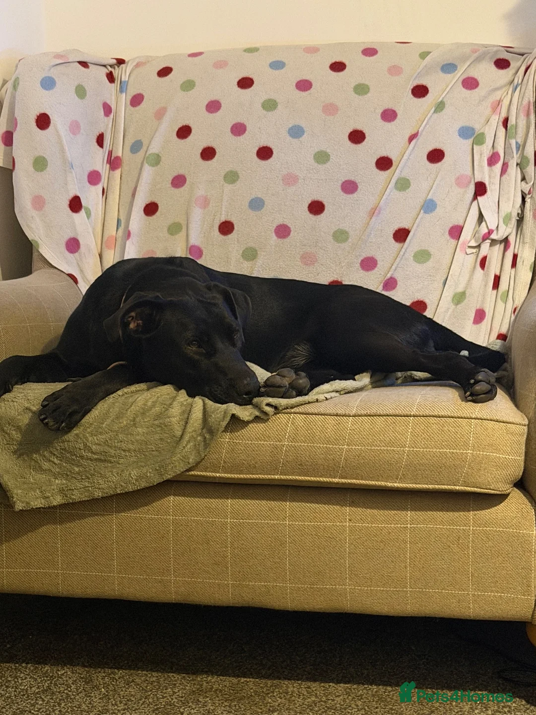 Sheprador dogs for sale: Freya  in Hull - Advert 2