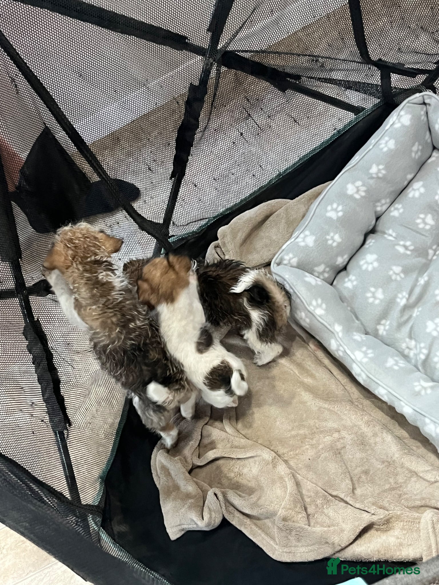 Jack Russell dogs for sale: Gorgeous tiny Jack Russell‘s in High Wycombe - Advert 13