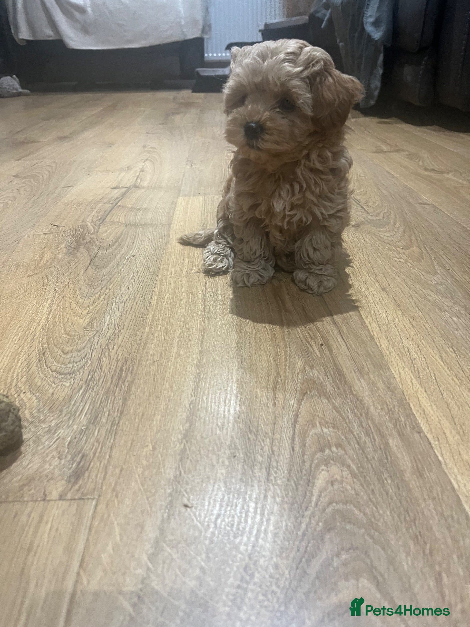 Maltipoo dogs Adorable malshipoo puppies  - Advert 2