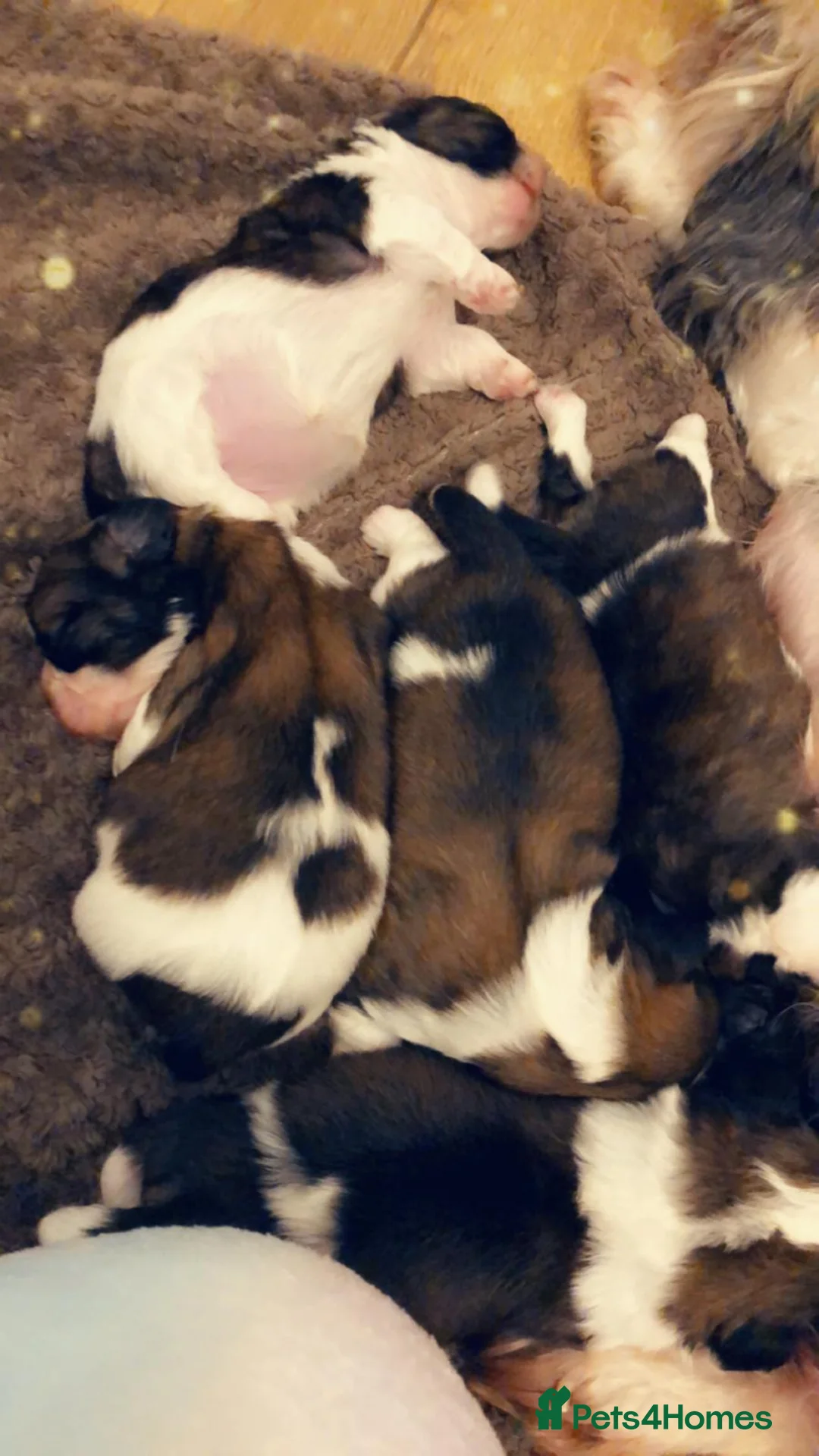 Shih Tzu dogs for stud: Stud only  in Bishop's Stortford - Advert 10