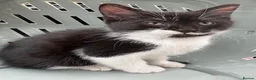Mixed Breed cats for sale: Black and White Fluffy Male Kitten - Advert 24