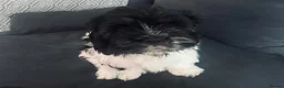 Mixed Breed dogs for sale:  Shihpoo x cavalier King Charles puppies for sale in Ramsgate - Advert 17