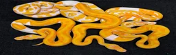 Python Snake reptiles for sale: Various royal pythons from £25 upwards  - Advert 6