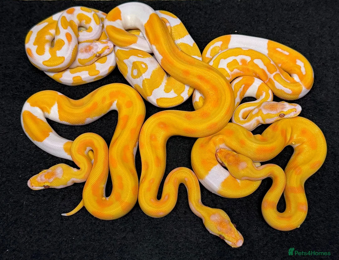 Python Snake reptiles for sale: Various royal pythons from £25 upwards  - Advert 1
