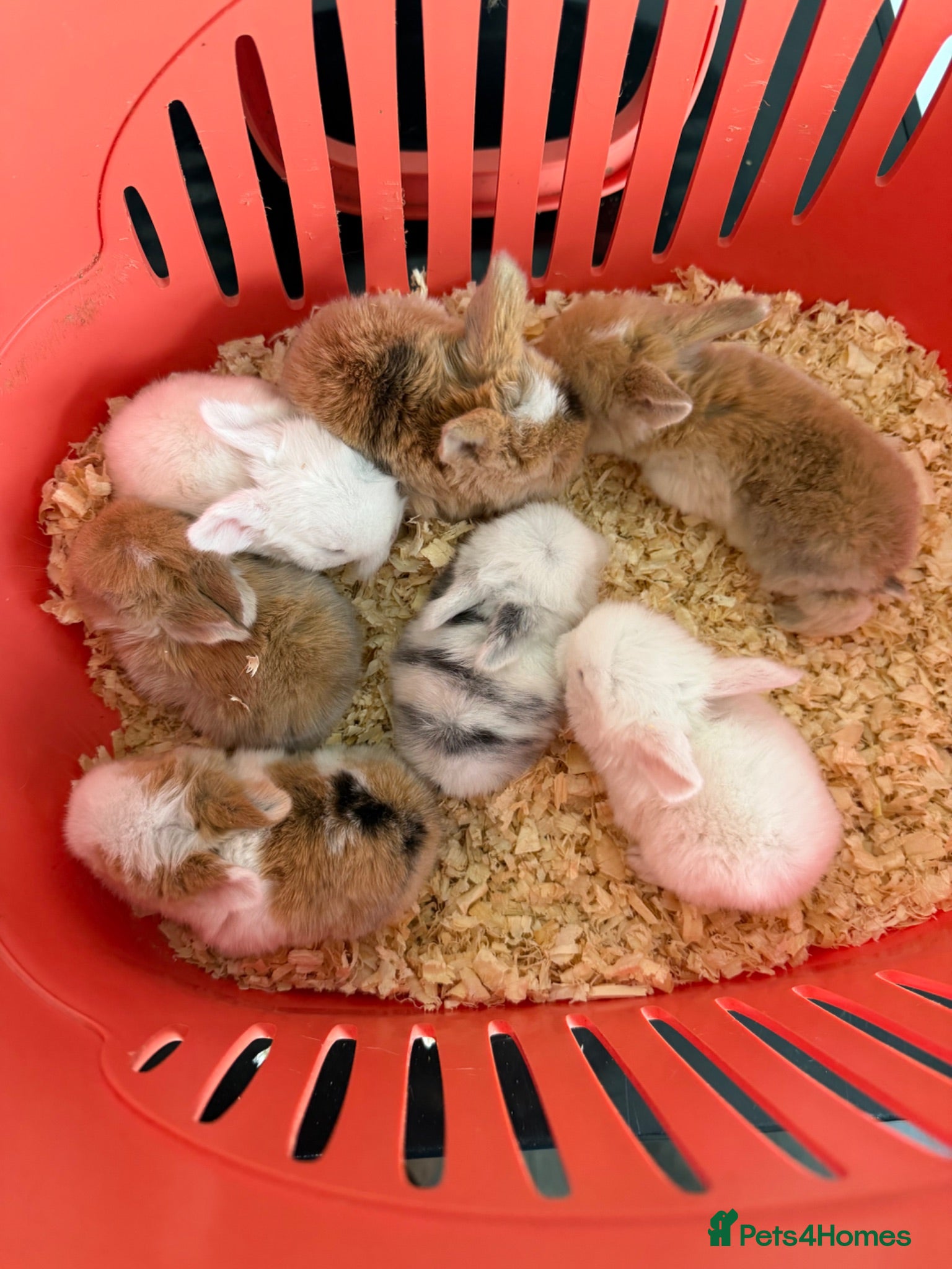 Mini Lop rabbits Pure bred mini lops  - Advert 22