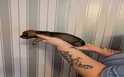 Miniature Dachshund dogs for sale: Miniature Dachshund Puppies For Sale  - Advert 16