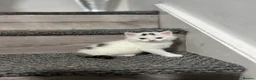 Mixed Breed cats for sale: 3 gorgeous kittens - Advert 14