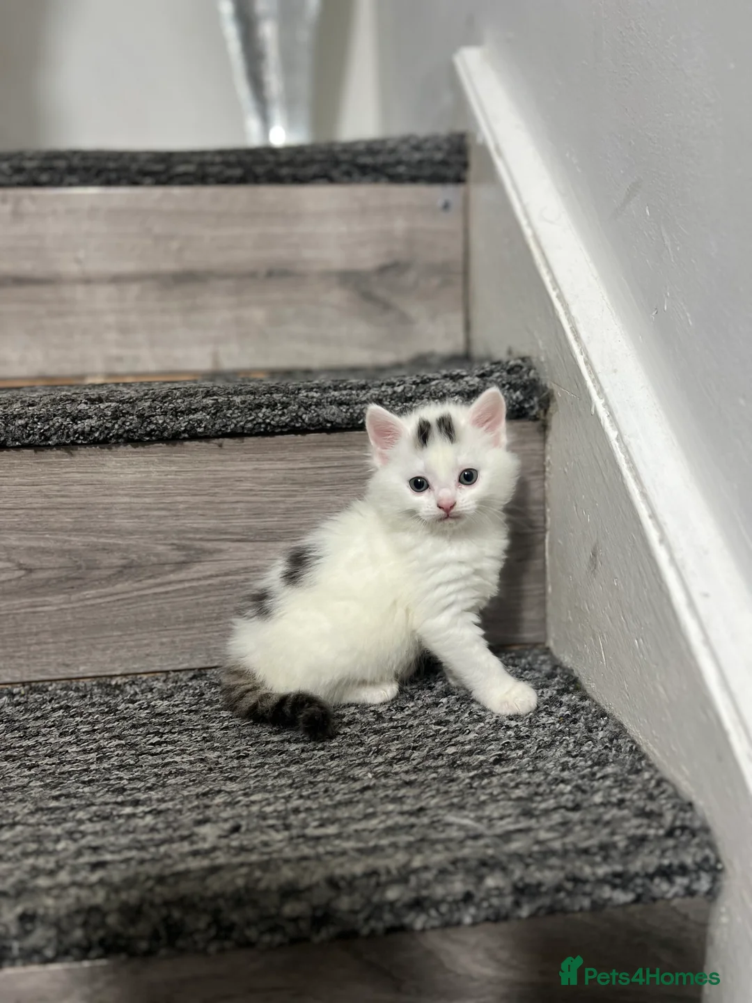 Mixed Breed cats for sale: 3 gorgeous kittens - Advert 14
