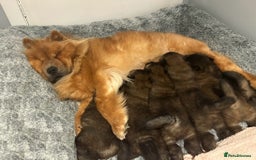 Chow Chow dogs for sale: puppies ready for pickup next week - Image 3