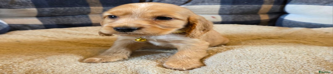 Cocker Spaniel Puppy 4