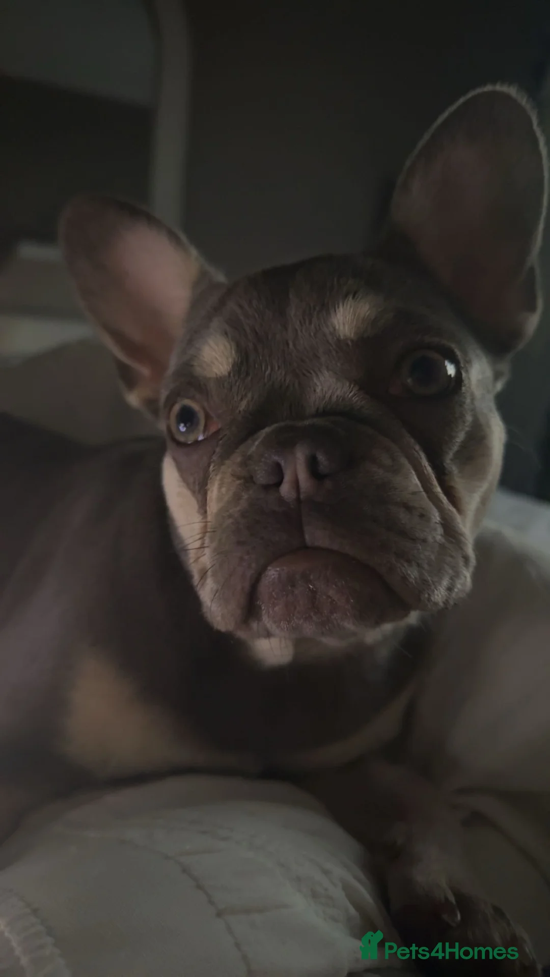 French Bulldog dogs for sale: 1 year old French bulldog  in Cheltenham - Advert 10