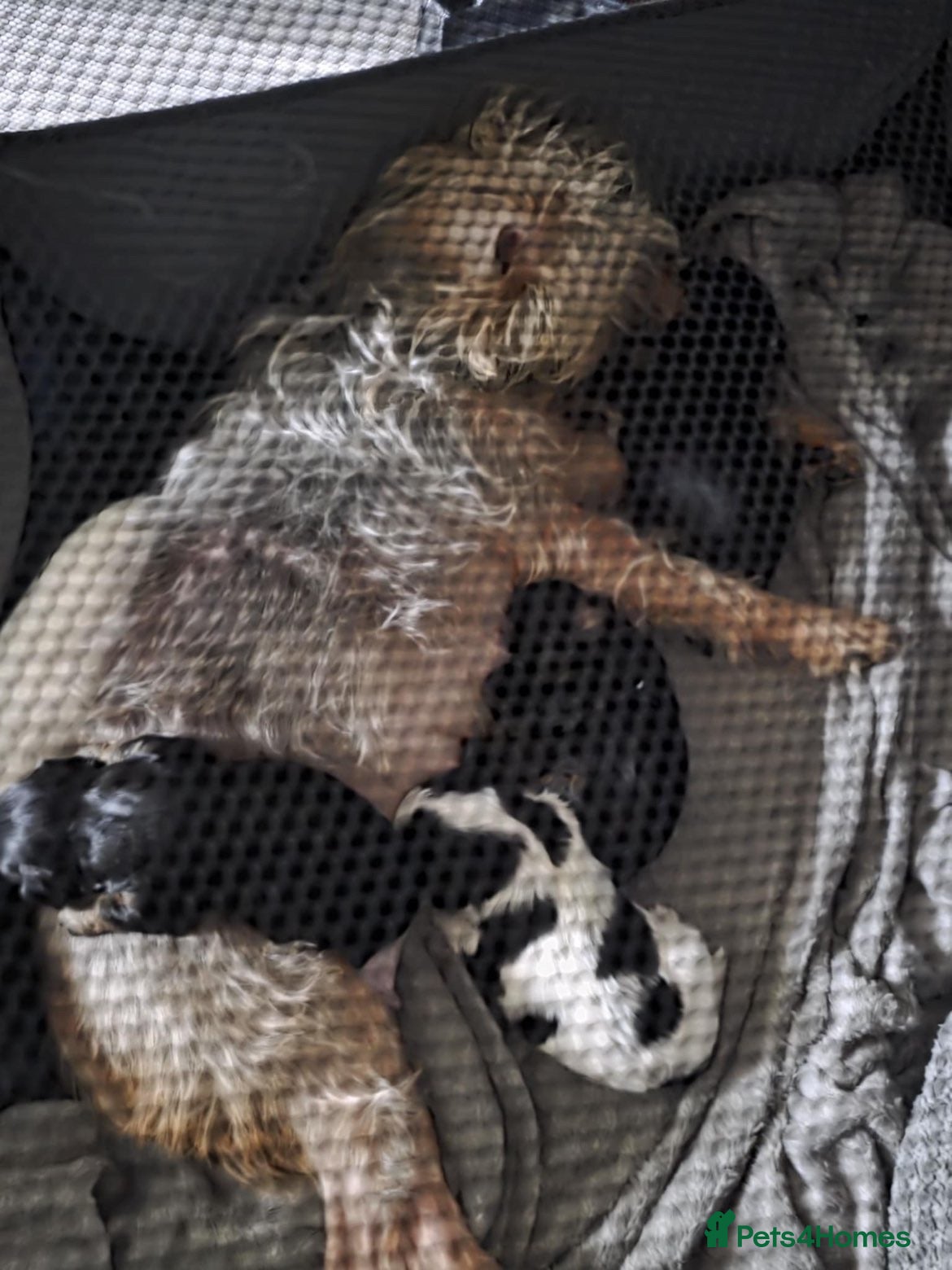 Mixed Breed dogs Puppy ready to go  - Advert 1