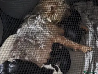 Mixed Breed dogs Puppy ready to go - Advert 1