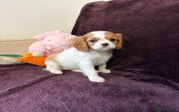 Cavalier King Charles Spaniel dogs for sale: Ready to go 🐶 Cavalier King Charles Spaniels - Image 26