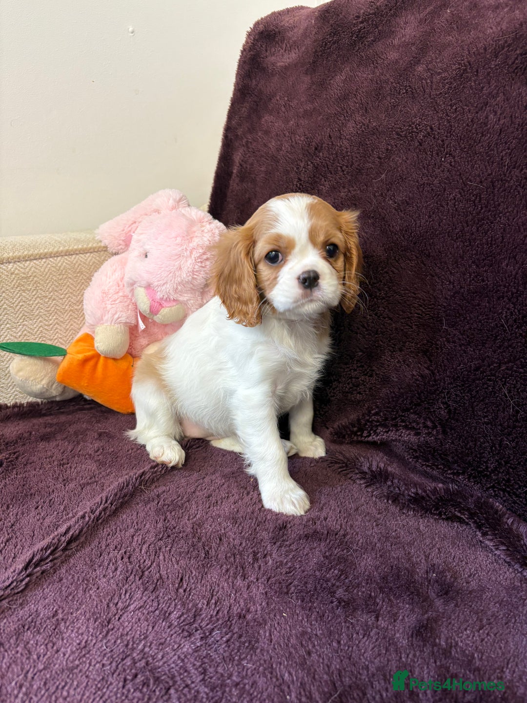 Cavalier King Charles Spaniel dogs for sale: Ready to go 🐶 Cavalier King Charles Spaniels - Image 26