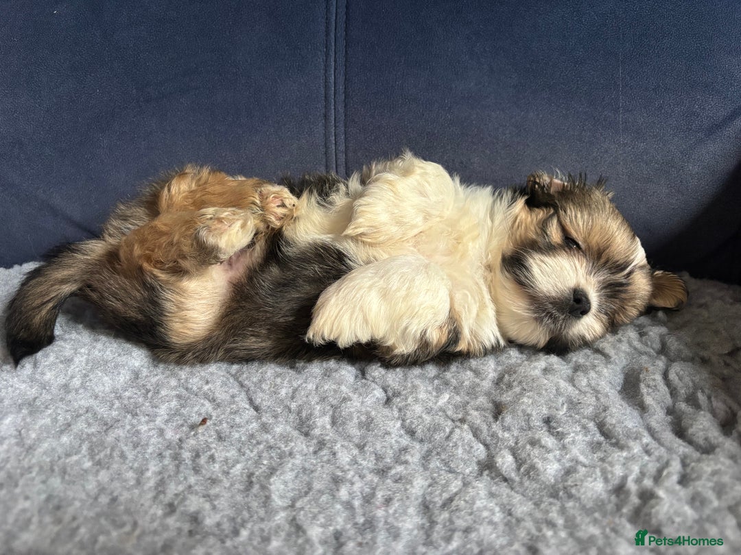 Lhasa Apso dogs for sale: Lhasa Apso Puppies – Tiny Tails, Big Hearts! - Image 27