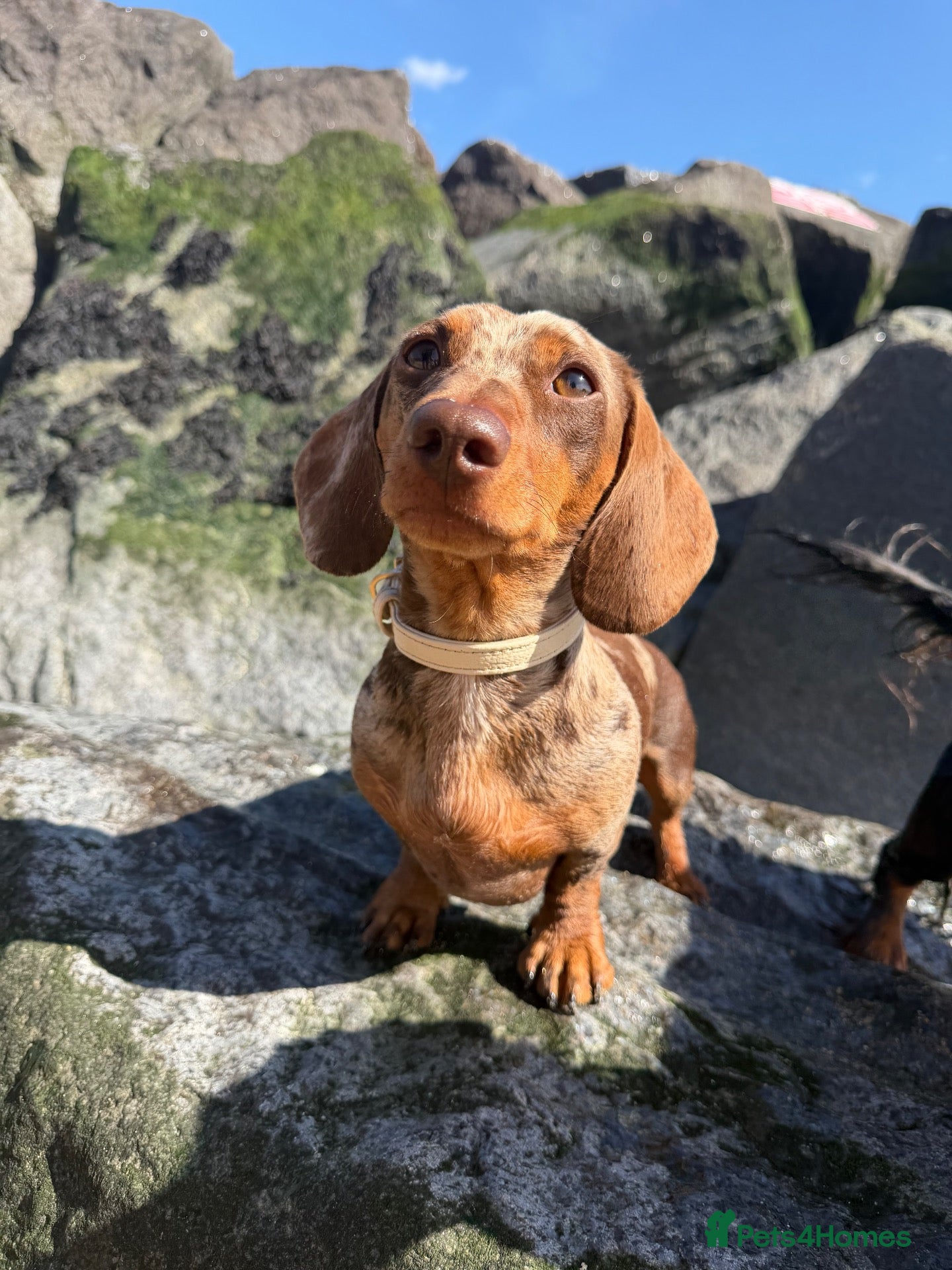Miniature Dachshund dogs Chocolate dapple miniature dachshund for stuf - Advert 1