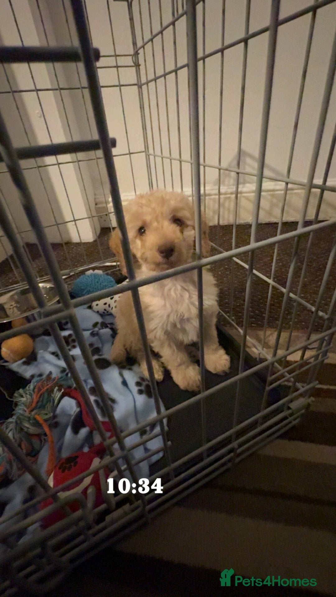 Cockapoo dogs for sale: Cockapoo - Advert 4