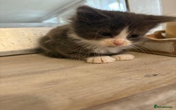 Russian Blue cats for sale: 2 blue and white long haired kittens  - Image 5