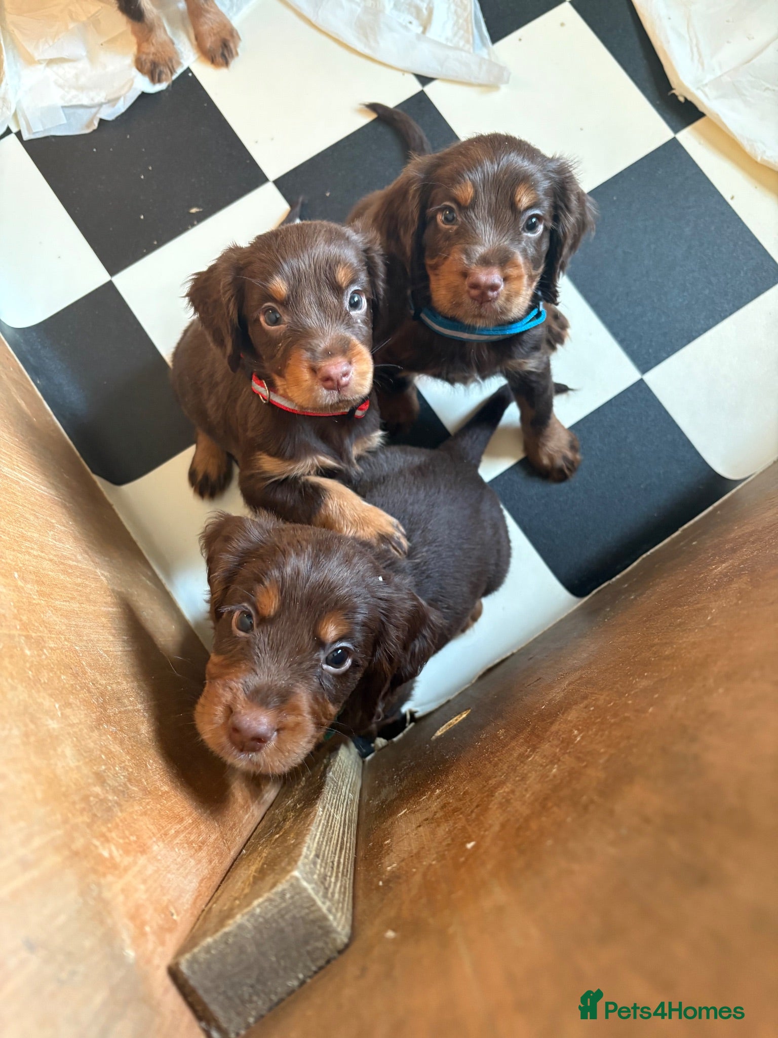 Cocker Spaniel dogs Adorable cocker spaniels puppy’s  - Advert 2