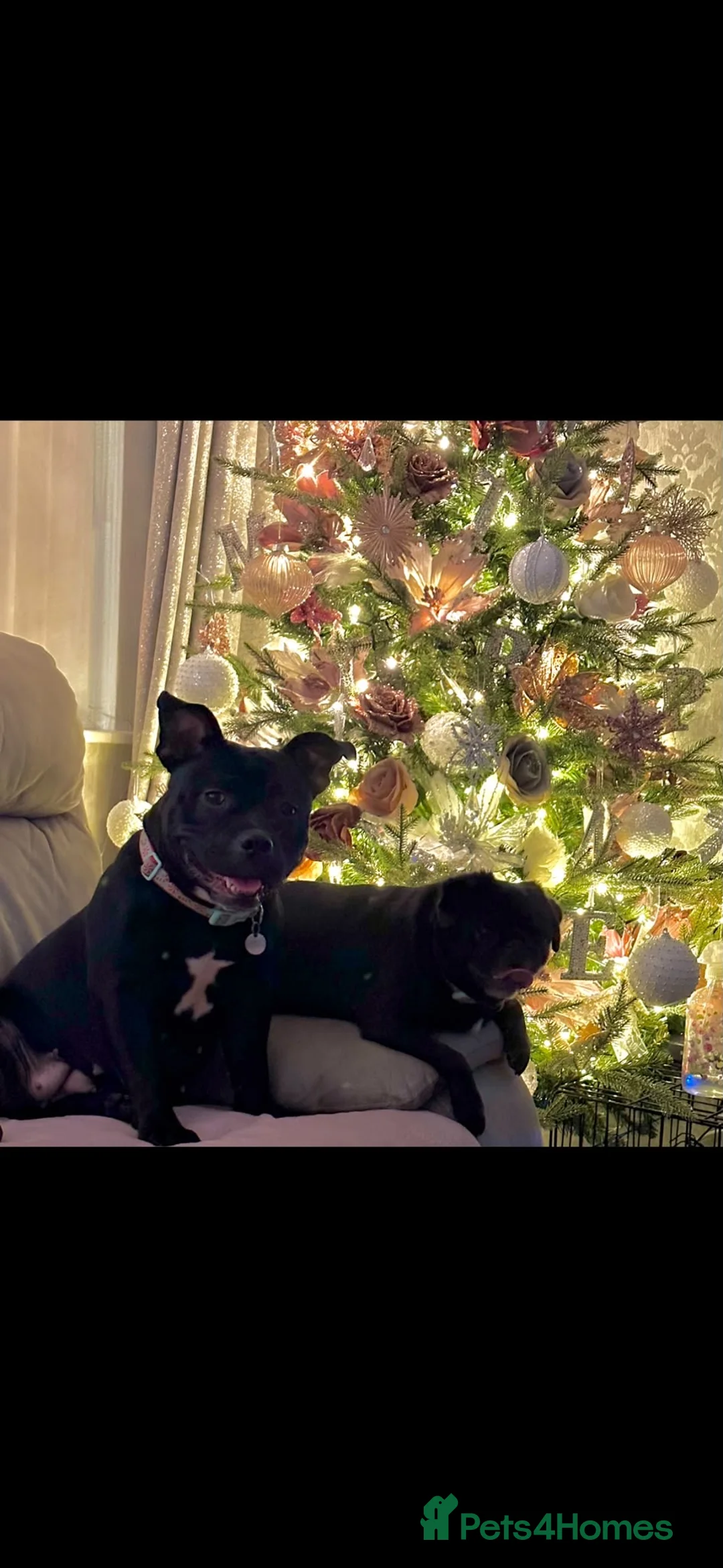 Staffordshire Bull Terrier dogs for sale: Re homing our beautiful staffy - Advert 1