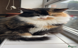 Mixed Breed cats for sale: 2 beautiful kittens male and female  - Image 3