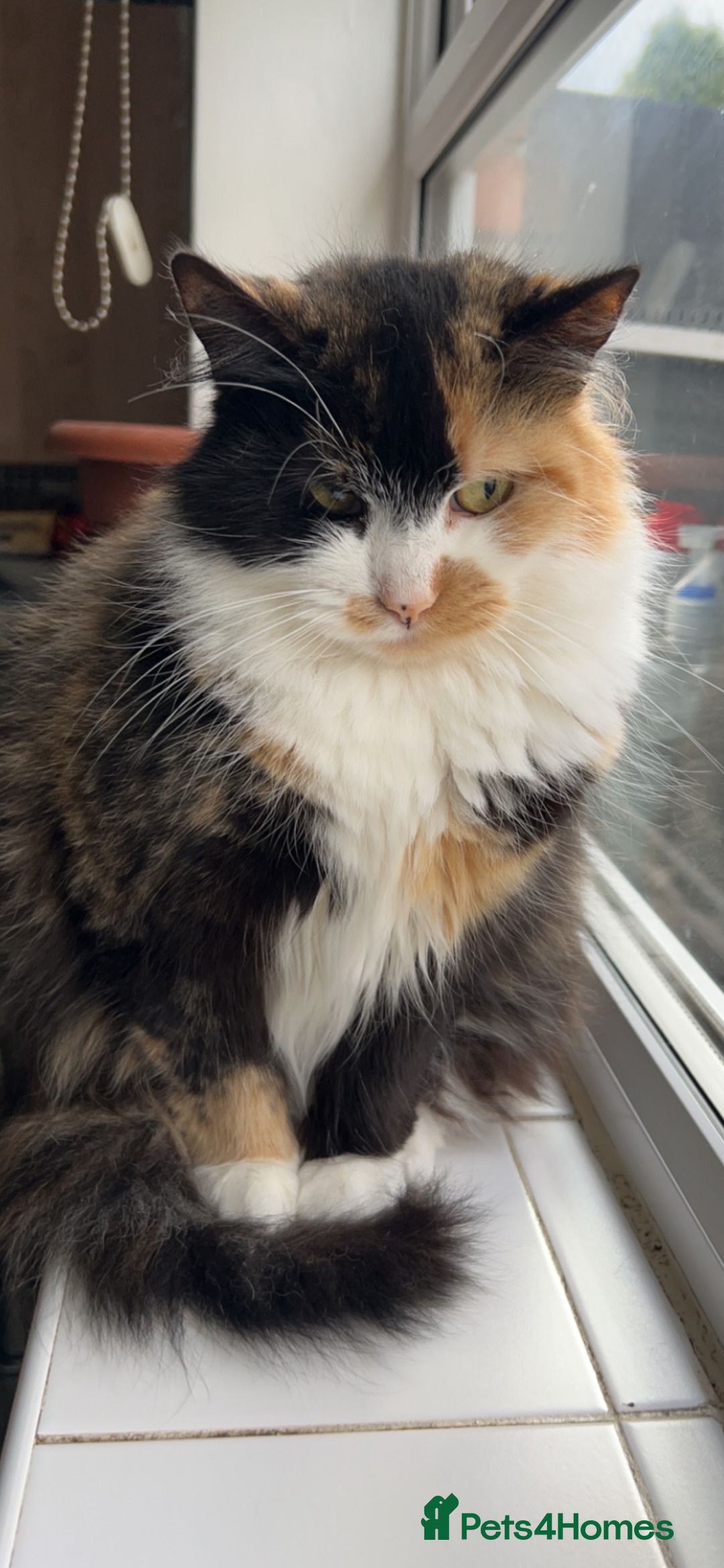 Mixed Breed cats for sale: 2 beautiful kittens male and female  - Image 3