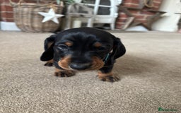 Dachshund dogs for sale: Kc standard Black and Tan dachshunds - Image 23