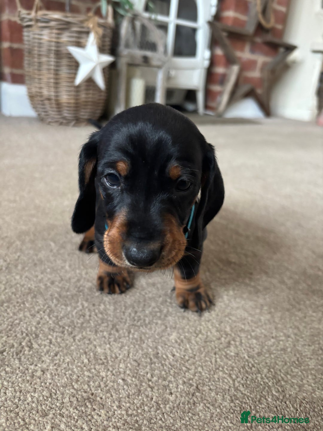 Dachshund dogs for sale: Kc standard Black and Tan dachshunds - Image 23
