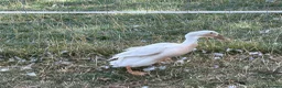 Ducks poultry for sale: FEMALE DUCKS / pair of runners - Advert 9