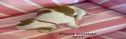 Staffordshire Bull Terrier dogs for sale: Stunning litter of Staffies  - Advert 4