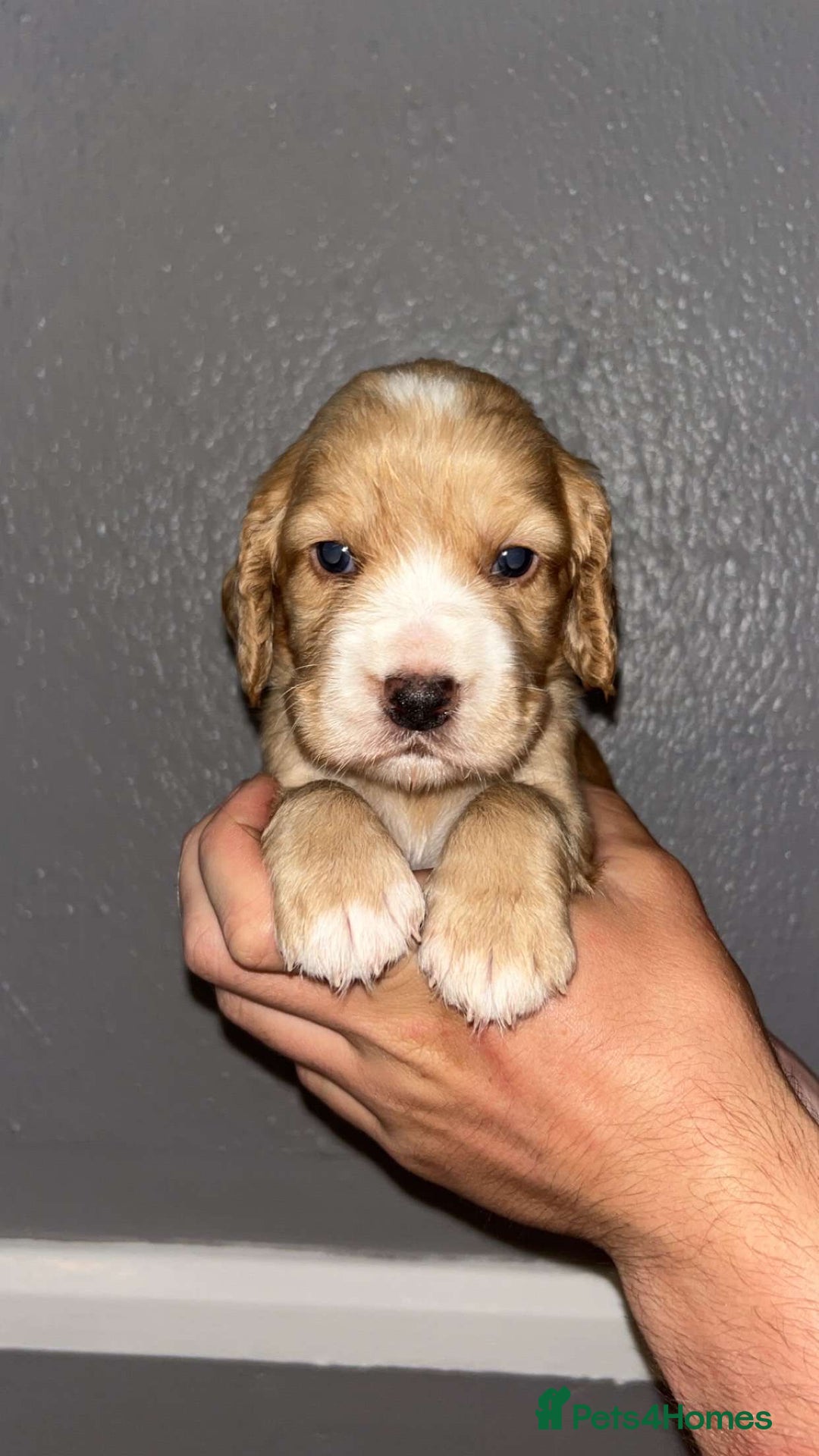Cocker Spaniel dogs for sale: Working Cocker spaniel  - Image 8
