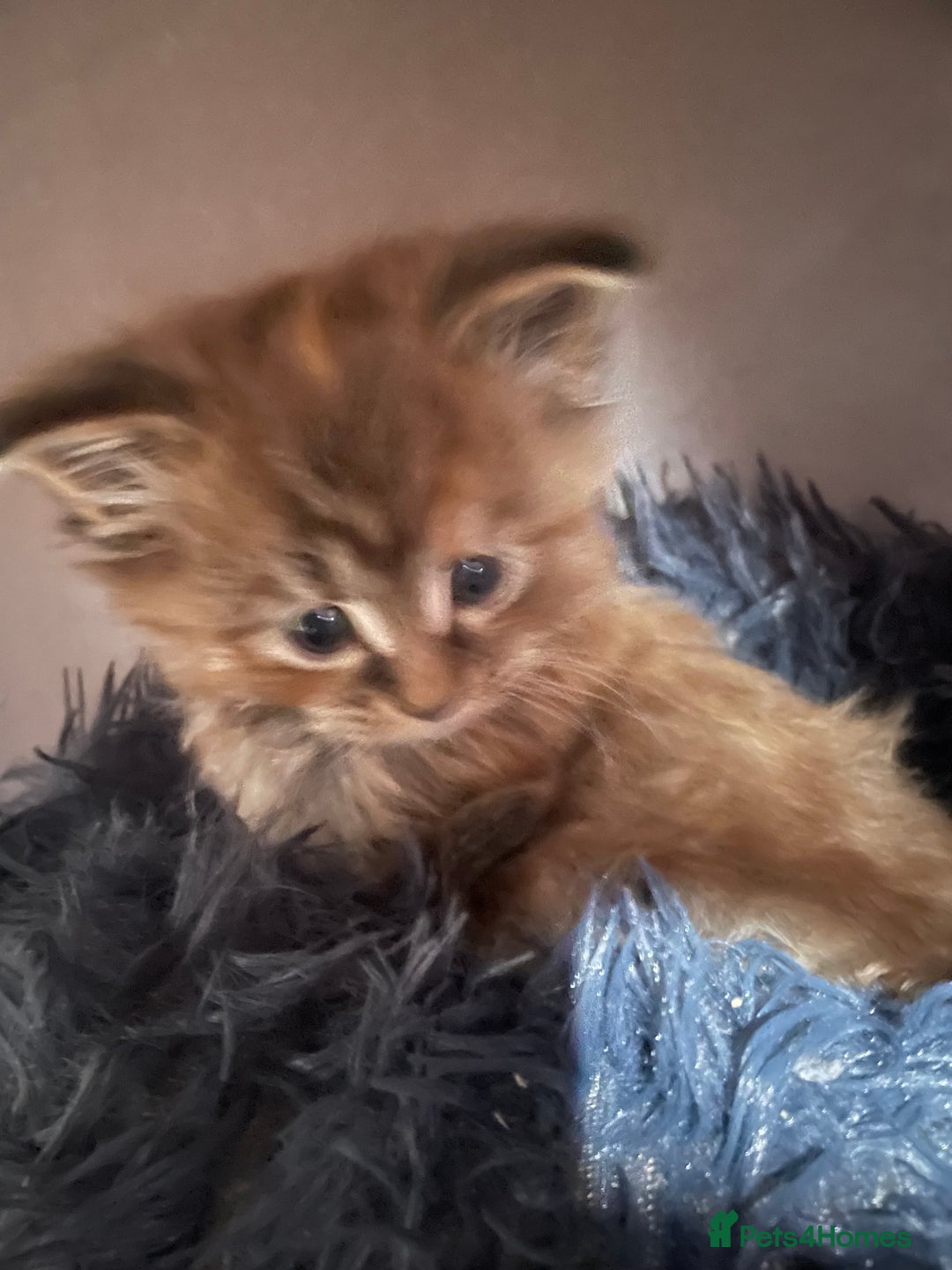 Maine Coon cats for sale: GCCF Registered female Maine Coon kitten - Image 4