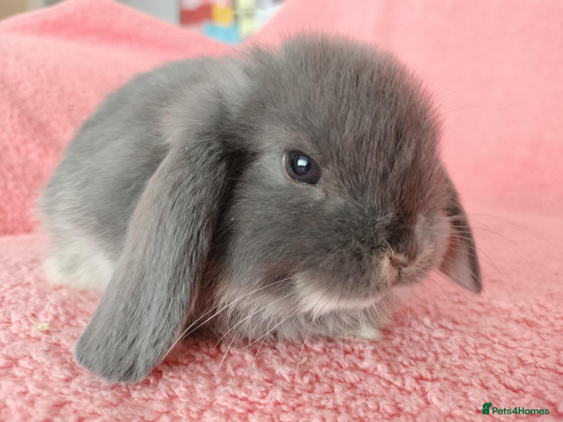 Mini Lop rabbits Baby mini lop rabbits for sale  - Advert 16
