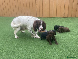 Cockapoo dogs Cockpoo - Advert 1