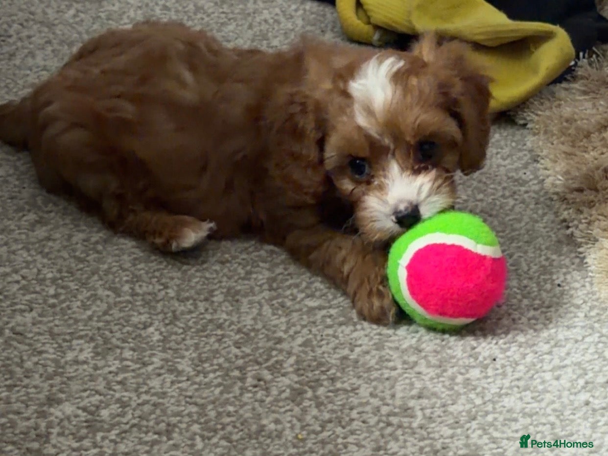 Cavapoo dogs 🏆REDUCED READYNOW F1🥰dna health clear parents🩷  - Advert 2