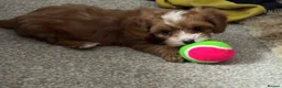 Cavapoo dogs for sale: 🏆REDUCED READYNOW F1🥰dna health clear parents🩷  - Advert 2