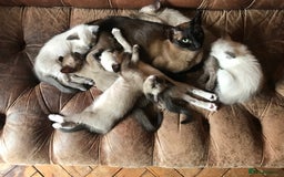 Tonkinese cats for sale: Exquisite Tonkdolls - Image 2