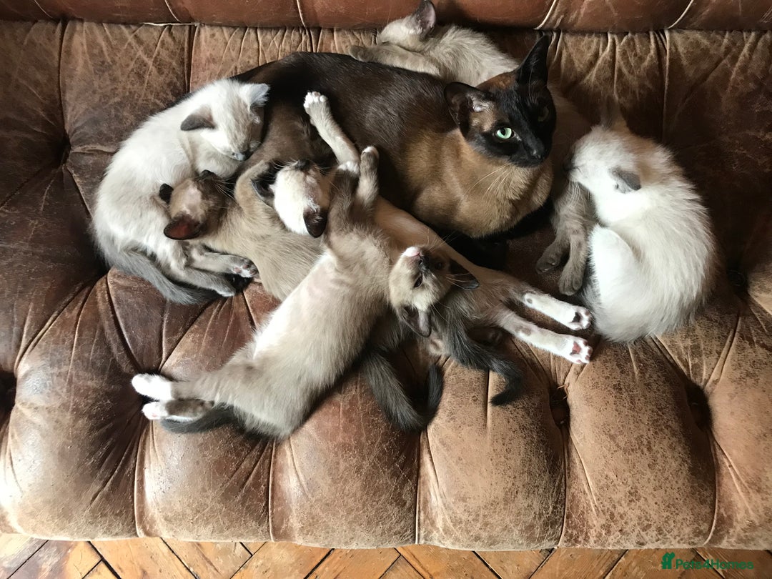 Tonkinese cats for sale: Exquisite Tonkdolls - Image 2