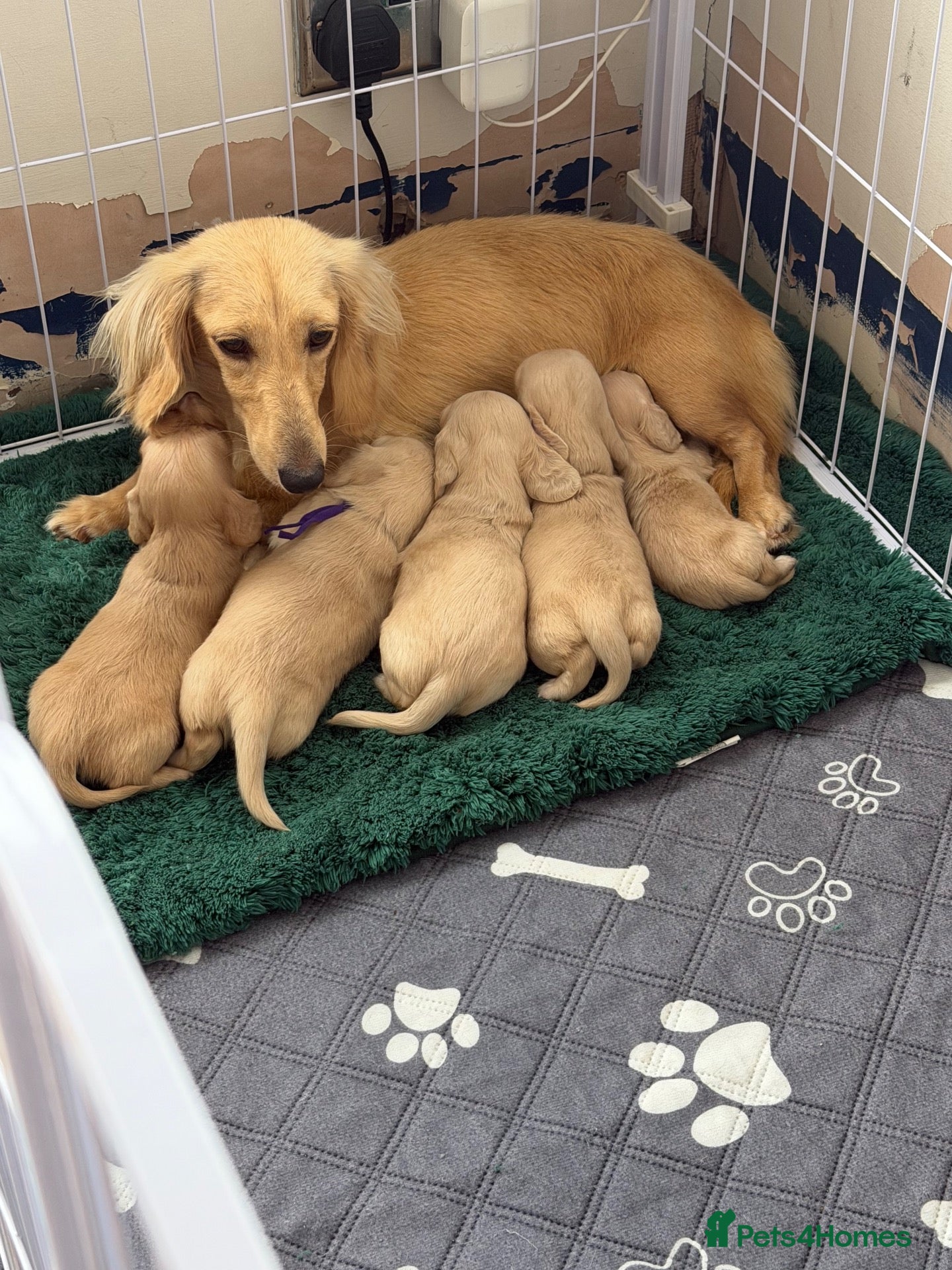 Miniature Dachshund dogs Cream long haired mini dachshund  - Advert 1