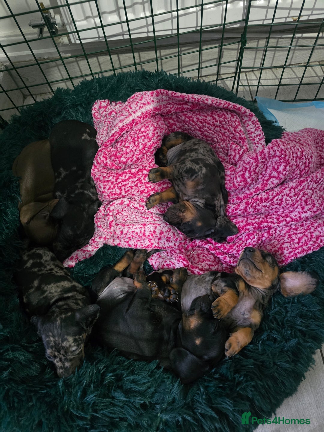 Dachshund dogs for sale: 6 mini daschunds looking for new home - Advert 12