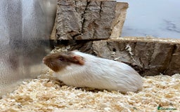 Guinea Pig rodents for sale: Lots of Baby Guinea Pigs for sale - Image 16