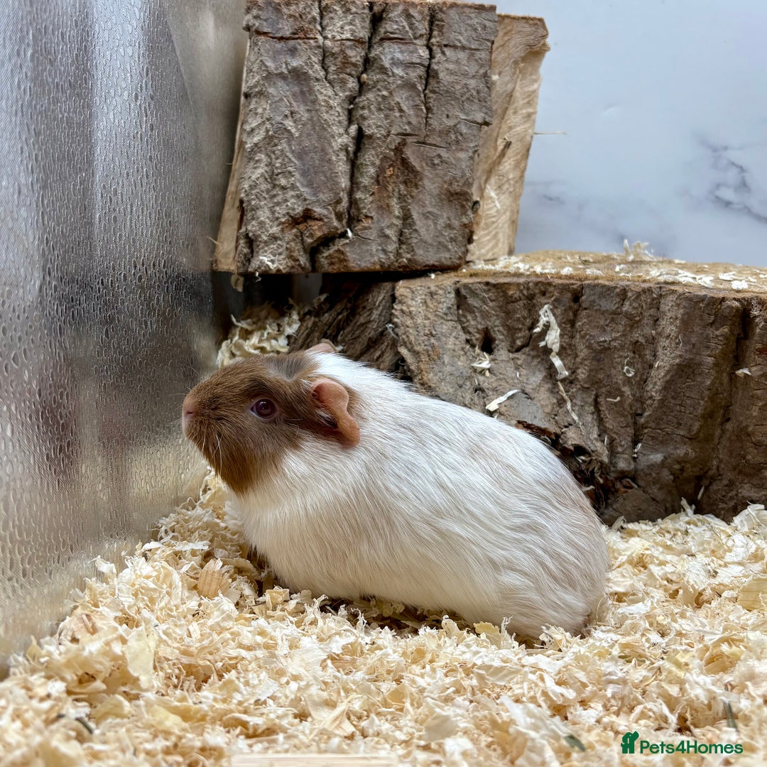 Guinea Pig rodents for sale: Lots of Baby Guinea Pigs for sale - Image 16