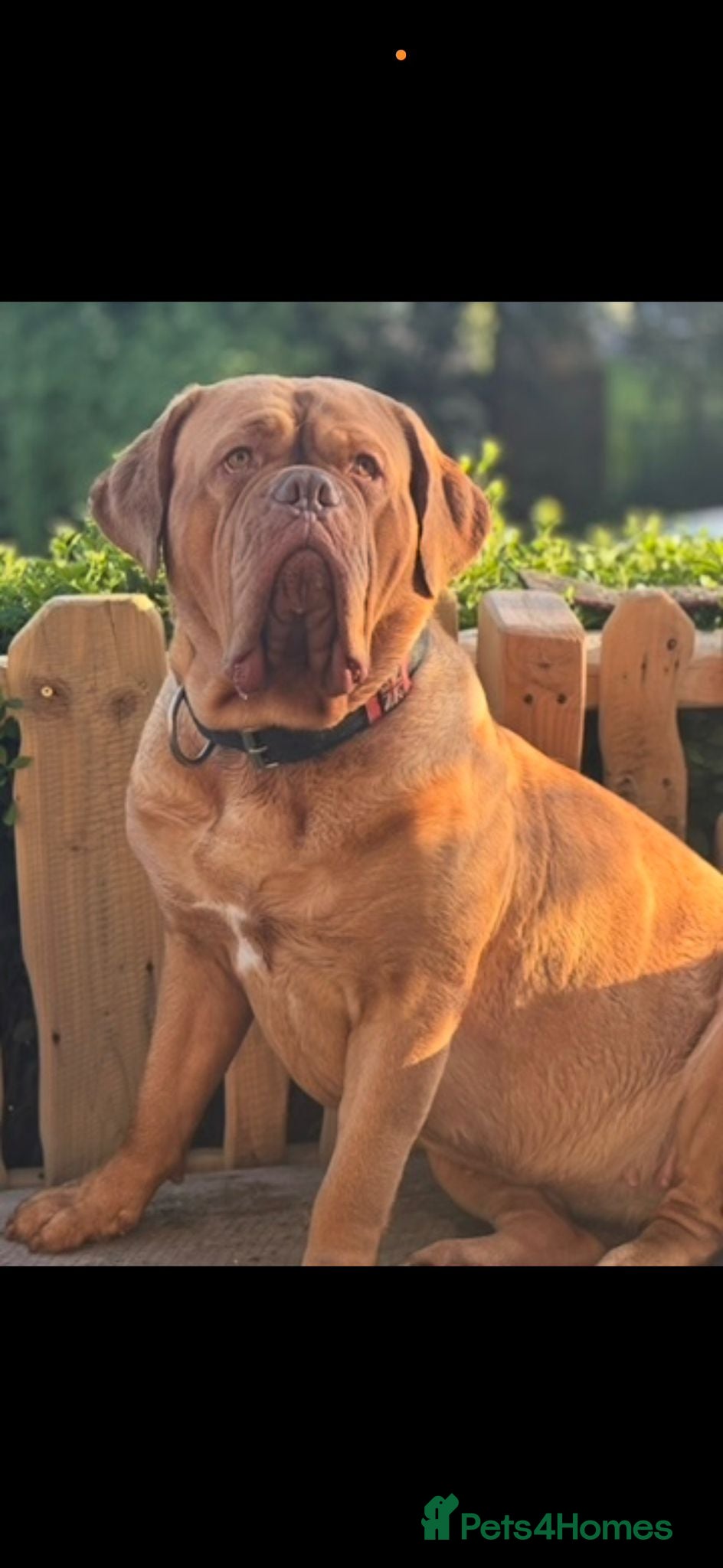 Dogue De Bordeaux dogs Quality litter of Dogue de Bordeux  - Advert 2