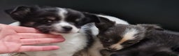 Chihuahua dogs for sale: Chihuahua puppies - Advert 5