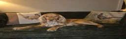 Cocker Spaniel dogs for sale: Golden cocker spaniel pups  - Advert 30