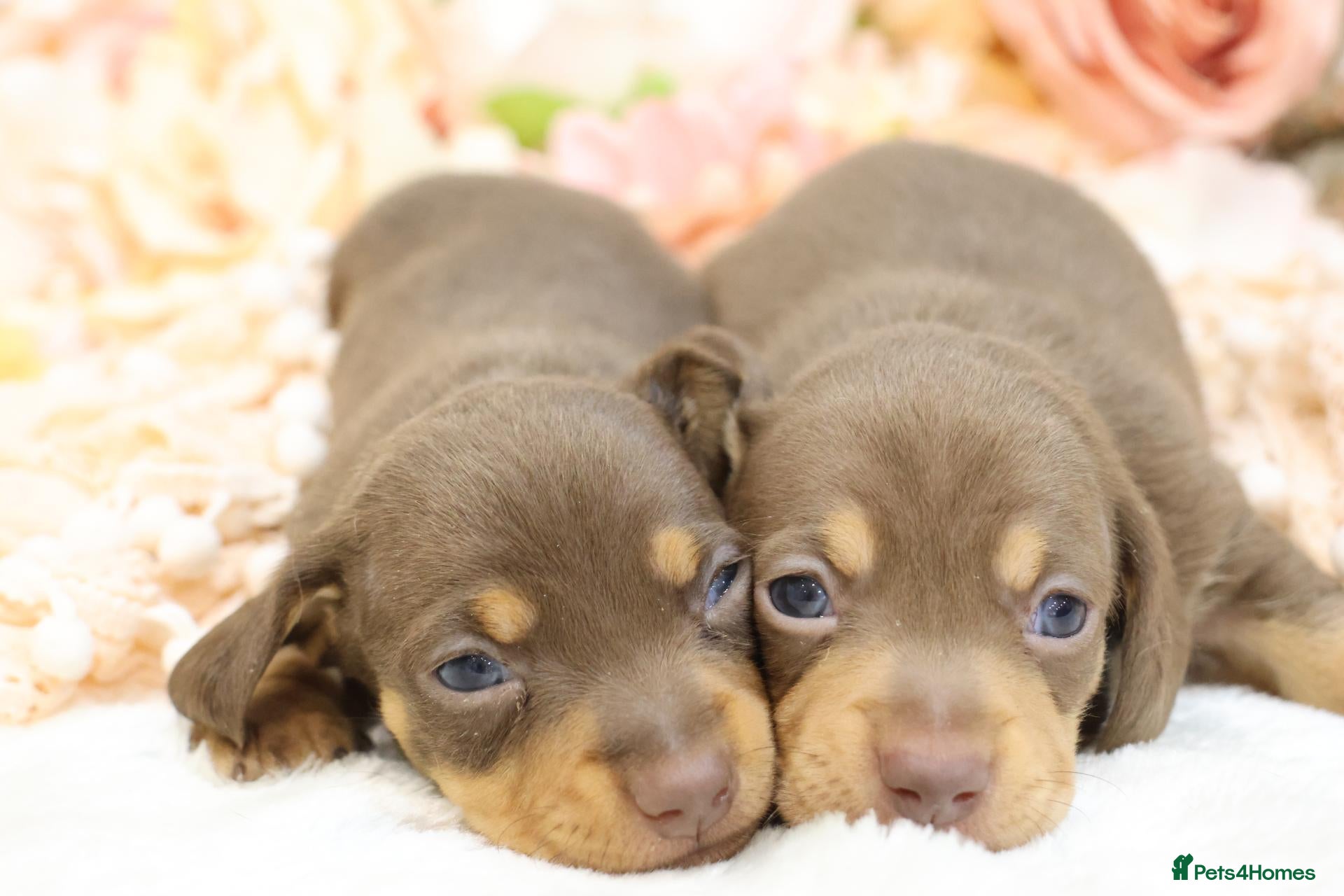 Miniature Dachshund dogs KC Registered Miniature Dachshund Puppies - Advert 2